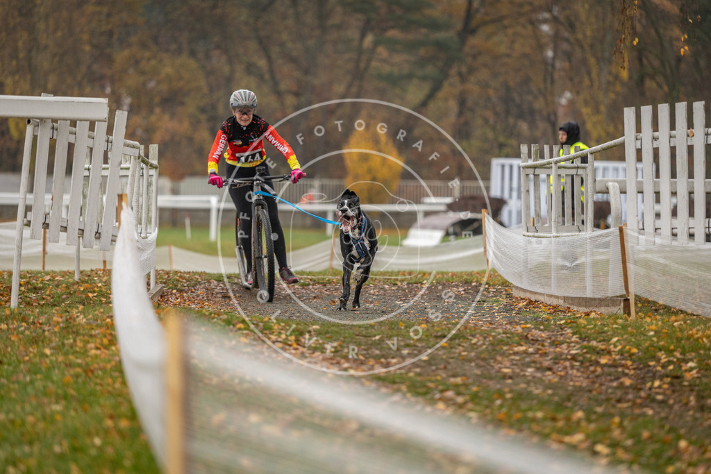 CaniXpix_DV3A8197 | Hundefotografie, Tierfotograf, Pfotenfotografie, Fotoshooting Hund, Hunde Portrait, Hundesport, Hundeportraits, Heideshooting, Hunde, Sportfotograf, Hundefotograf, Turnierhundsport, THS,  - Realisiert mit Pictrs.com