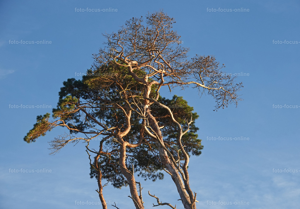 Wind-swept trees in late autumn | foto-focus-online