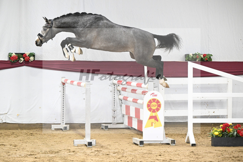 Kat-Nr. 77 Conthargos x Zirocco Blue_Mathieu Beckmann_47252714 | hf-fotografie - Realisiert mit Pictrs.com