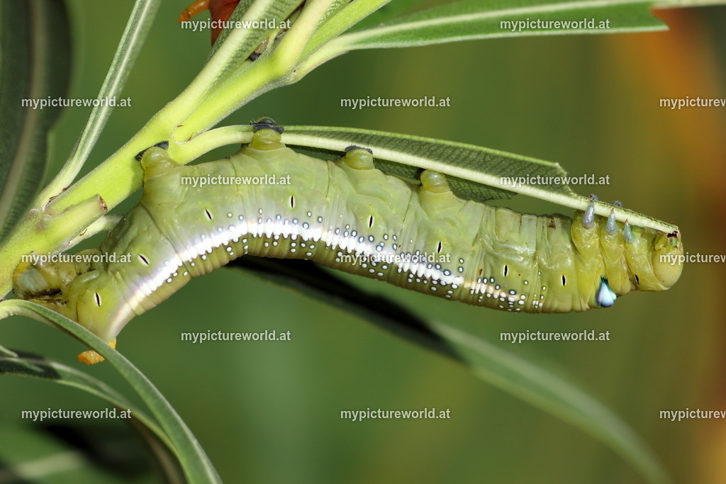 Oleanderschwärmer-100 | Das Bilderarchiv über Tiere, Planzen und Landschaften. In der Bilddatenbank finden Sie ein große Auswahl an hochwertigen Bilder für Ihre Werbung - Realized with Pictrs.com