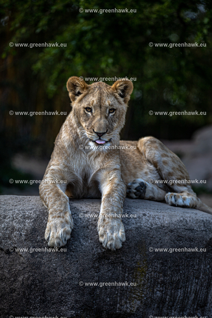 IMG_0157 | Greenhawks Bilder Shop für Landschaften, Urban, Tiere und weiteres als Poster Leinwand oder Fotogeschenk für Ostern Weihnachten oder Geburtstag  - Realisiert mit Pictrs.com