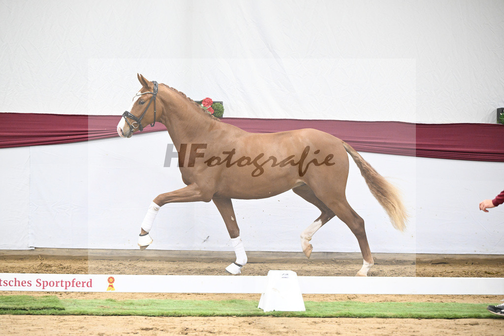 Kat-Nr. 24 Escanto PS x Feinrich_Tobias Sesselmann u Lea Dressel_47250771 | hf-fotografie - Realisiert mit Pictrs.com