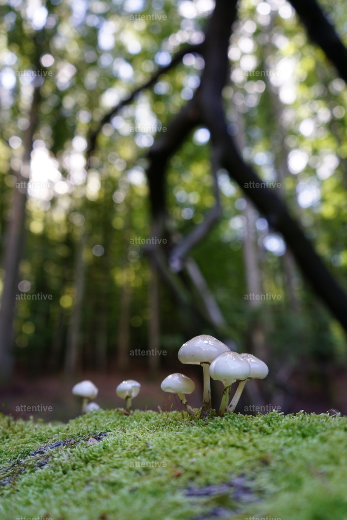 Ruhiges Plätzchen | Deutschland, Rügen - Realisiert mit Pictrs.com