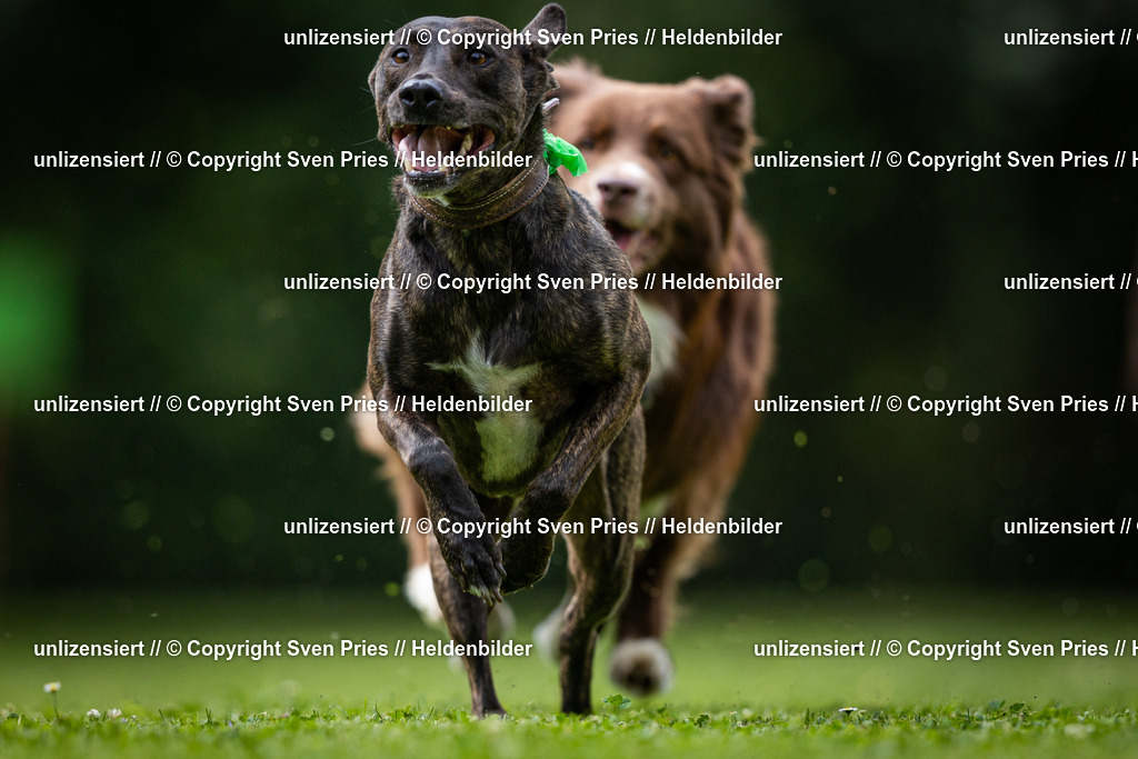 Sven Pries | 19. Allgemeines Hunderennen Karlsruhe Durlach - Realisiert mit Pictrs.com