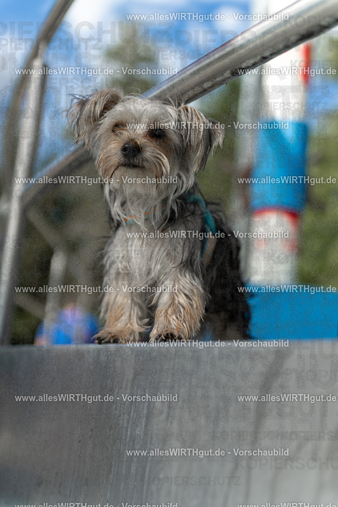 Hundeschwimmen_Volksbad_2026-allesWIRTHgut_Tierfotografie-2609061440-7R501190 | Professionelle Tierfotografie in Mönchengladbach von Daniel Wirth (allesWIRTHgut). Liebevolle & natürliche Bilder von Hunden & Katzen für unvergessliche Erinnerungen.