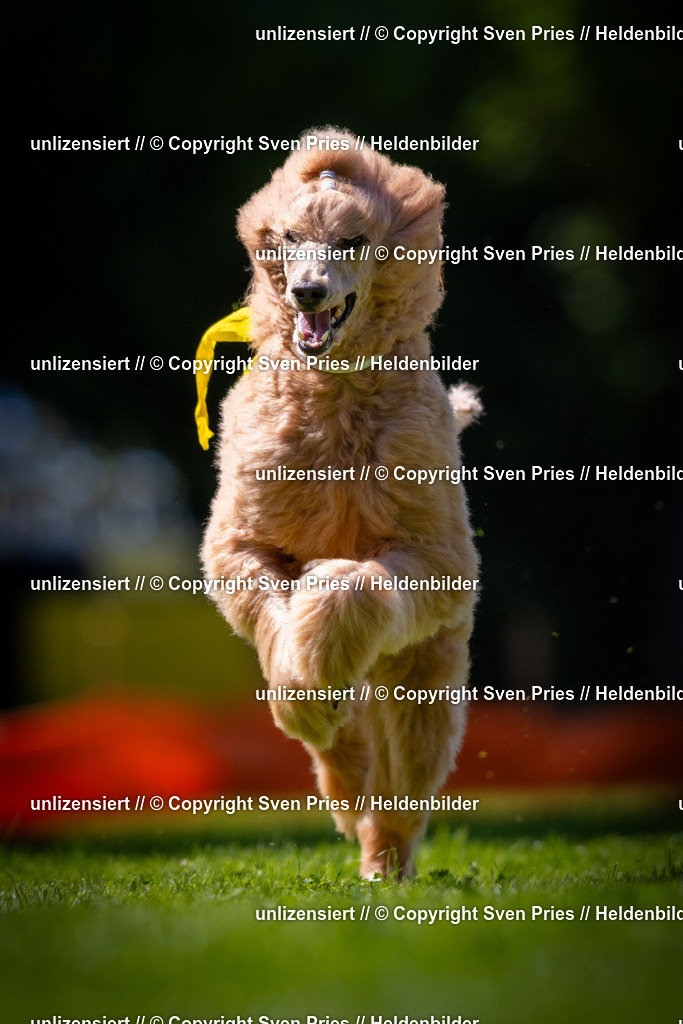 Sven Pries | 2025-08-10 - Hunderennen Durlach - Realisiert mit Pictrs.com