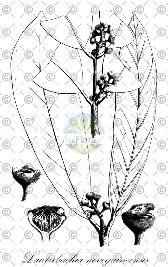 HistAbb_wfo-0000363914_1_ENZY_Simple | Historische Abbildung von Lauterbachia novoguineensis - Monimiaceae | Historical Illustration of Lauterbachia novoguineensis - Monimiaceae