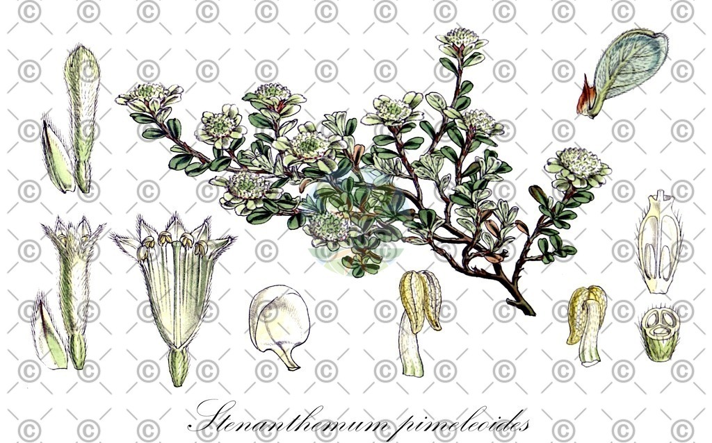 HistAbb_wfo-0000738397_1_ENZY_Simple | Historische Abbildung von Stenanthemum pimeleoides - Rhamnaceae | Historical Illustration of Stenanthemum pimeleoides - Rhamnaceae