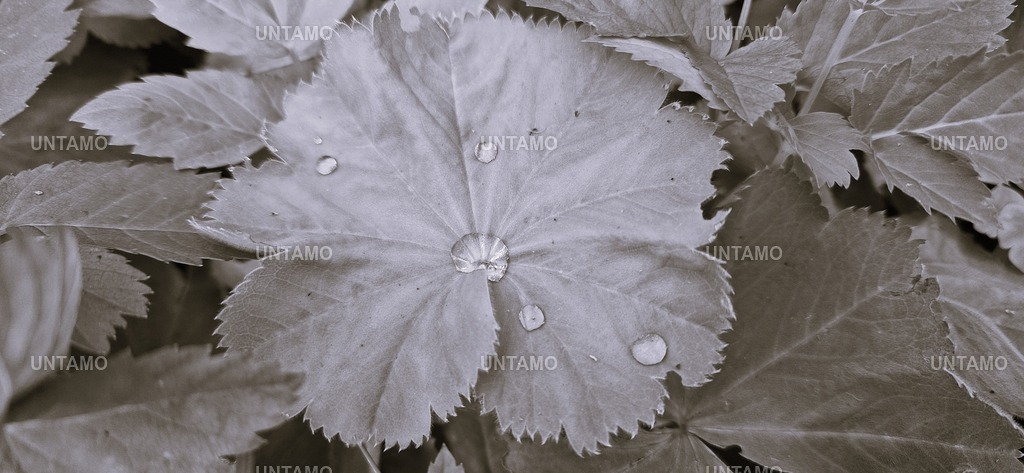 Tau auf Blätter | untamo - Realisiert mit Pictrs.com