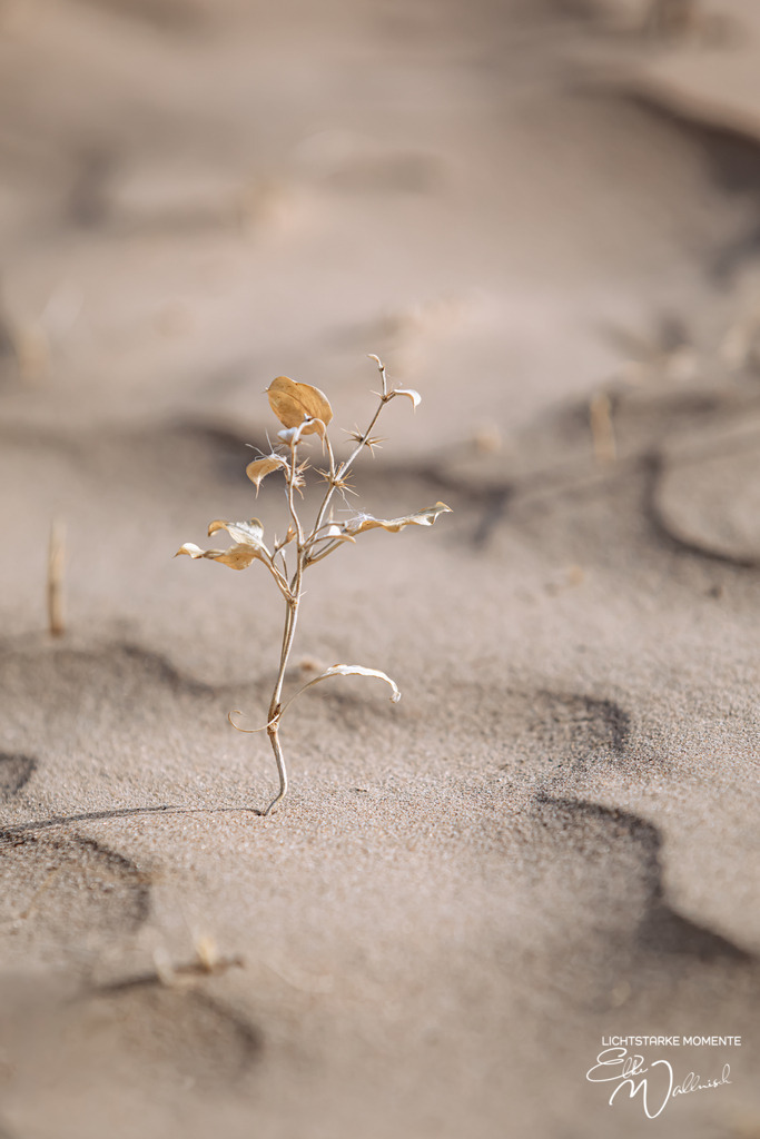 Ayaz Kala, Kizilkum, Usbekistan | Herzlich willkommen auf meiner Seite! Ich bin Elke Wallnisch, Deine Fotografin für lichtstarke Momente. Der Name steht für alles, was mich mit der Fotografie verbindet: Das Licht und seine machtvolle Wirkung auf eine Situation oder unsere Stimmung - Realisiert mit Pictrs.com