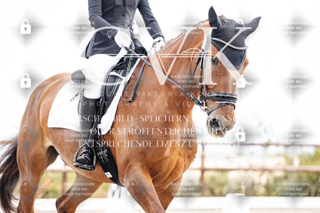 CK900821 | Turnierfotografie Pferdefotografie Trier Rheinland-Pfalz Pferdesport Reitsport Tierfotografie Sportfotografie Pferdevideo Pferdevideografie Equestrianvideography equestrianphotography  - Realisiert mit Pictrs.com