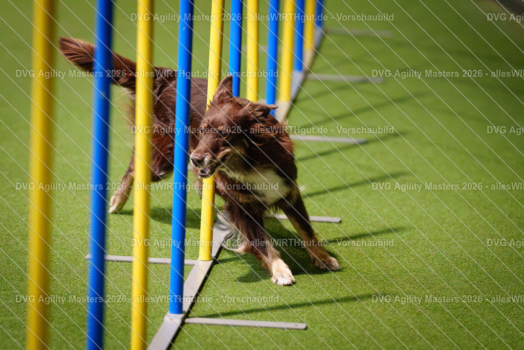 allesWIRTHgut_Tierfotografie-DVG_Agility_Masters_2026-15_38-7R502543 | Professionelle Tierfotografie in Mönchengladbach von Daniel Wirth (allesWIRTHgut). Liebevolle & natürliche Bilder von Hunden & Katzen für unvergessliche Erinnerungen.