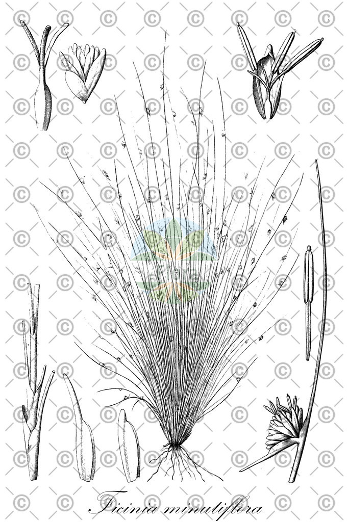 HistAbb_wfo-0000690954_1_ENZY_Simple | Historische Abbildung von Ficinia minutiflora - Cyperaceae | Historical Illustration of Ficinia minutiflora - Cyperaceae