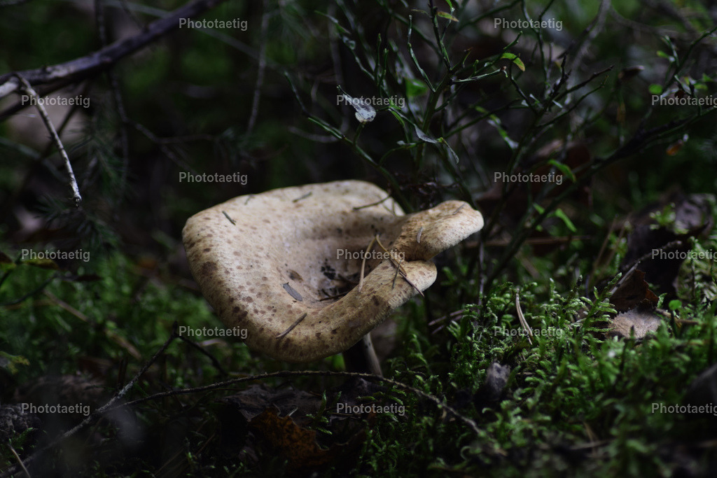 IMG_3727 | phototaetig