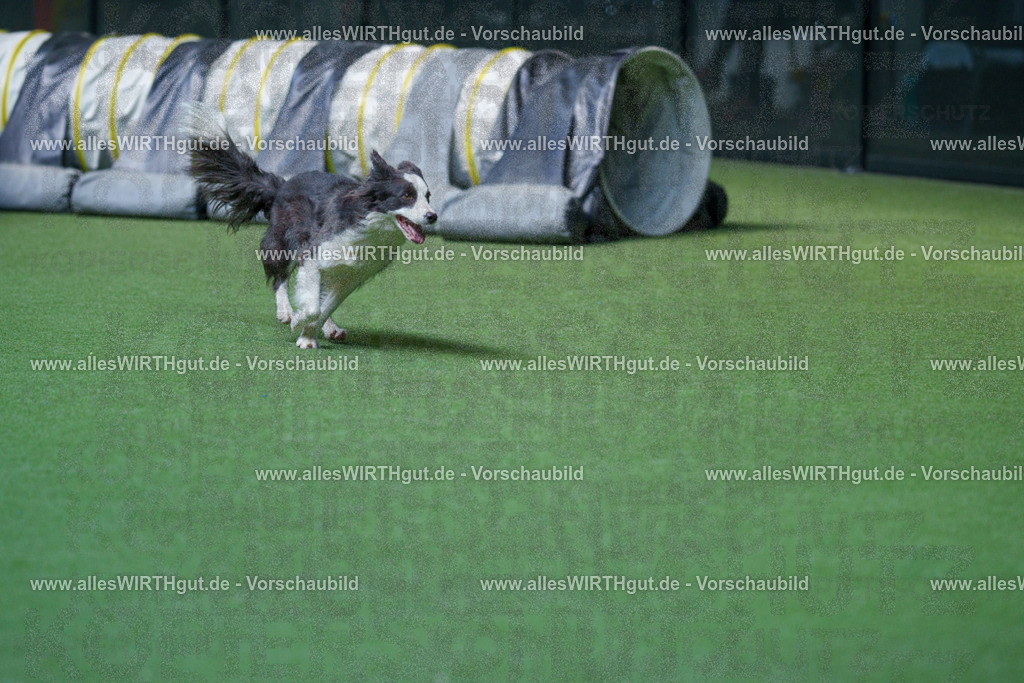 @allesWIRTHgut_Tierfotografie - www.allesWIRTHgut.de - 2604251440-7R505255 | Professionelle Tierfotografie in Mönchengladbach von Daniel Wirth (allesWIRTHgut). Liebevolle & natürliche Bilder von Hunden & Katzen für unvergessliche Erinnerungen.