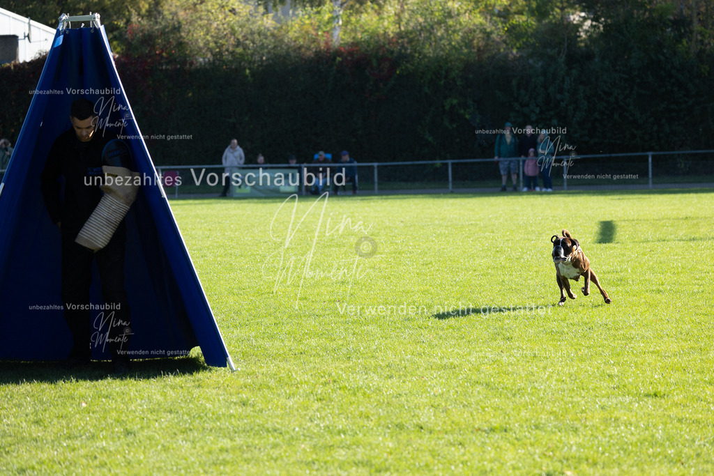 _16A4997 | Einzigartige Fotos von Hunden & Menschen –Actionfotos, Portraits, Vereinsaufnahmen & Paarshootings – authentisch, lebendig & mit Herz.