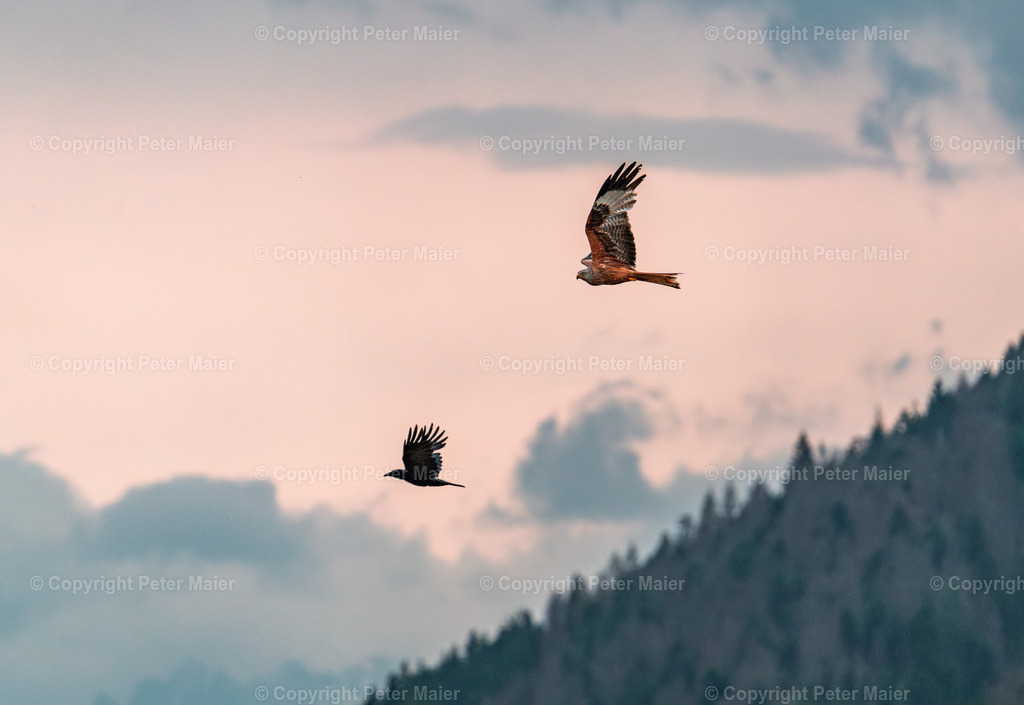 Südtirol_24-331-Verbessert-RR | piet_flosse