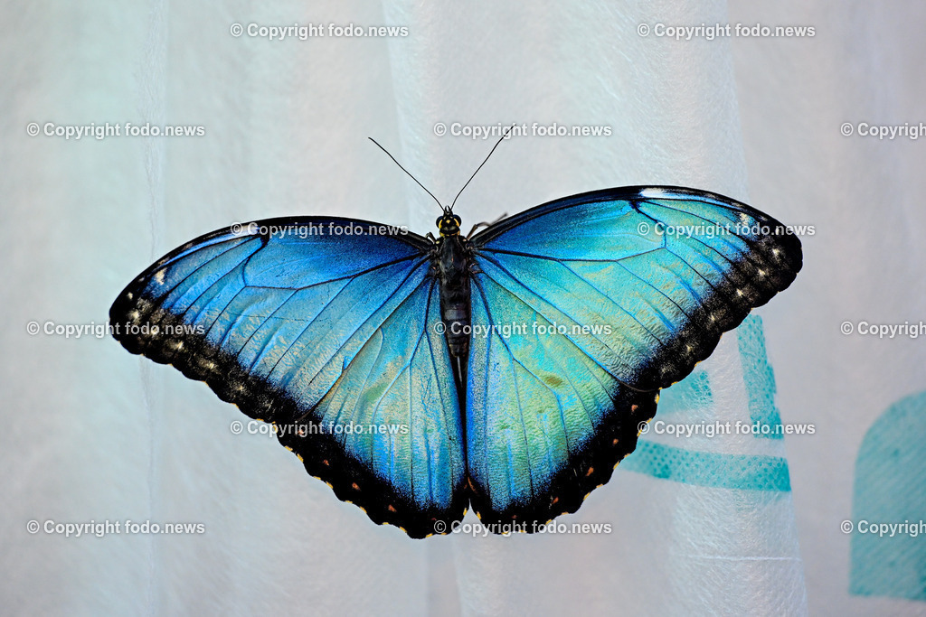 Botanischer Garten Linz_ Schmetterlinge_ 21.01.2025-10 | 21.01.2025, Botanischer Garten Linz, AUT, Schmetterlinge, im Bild tropische Schmetterlinge, Schmetterling, Falter, Natur, Tiere, Blumen, Pflanzen, Insekten, Butterfly, Exotisch, Tropenhaus, Feature, Symbolbild