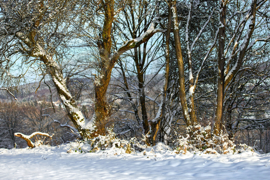 NatureArt-SNOWSOLLING_154536 | In der Baumgruppe | #008 | Modell: Darky | Foto: Carsten Dauer - Realisiert mit Pictrs.com