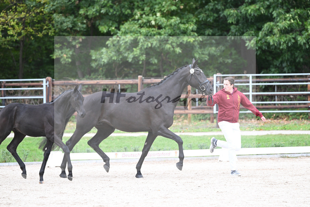 Kat-Nr. 32 Zaphira ABS_Bauer_49221051 | hf-fotografie - Realisiert mit Pictrs.com