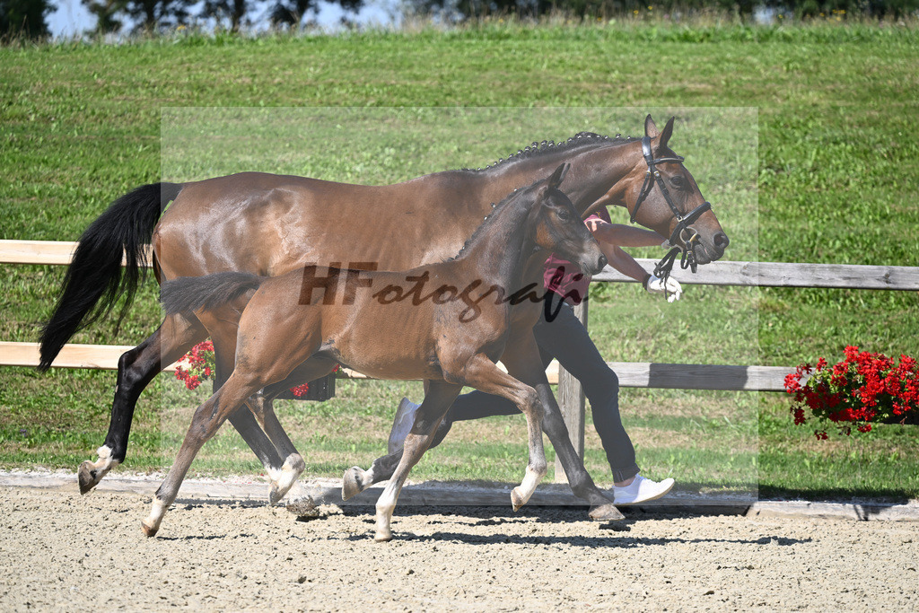 Kat-Nr. 13 HF St. Emilion x Rascalino_Sanladerer_28230145 | hf-fotografie - Realizzato con Pictrs.com