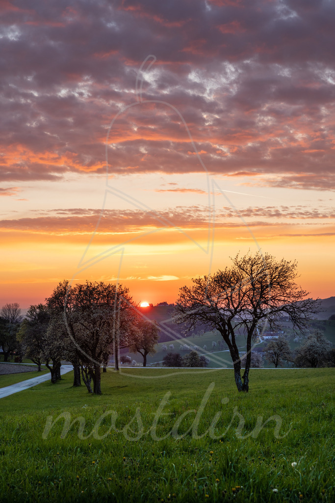 Die aufgehende Sonne im Mostviertel |  Bei Veröffentlichung des Bildes ist eine Namensnennung wie folgt erforderlich: Foto: Mostdirn Irmgard Wieser - Realisiert mit Pictrs.com