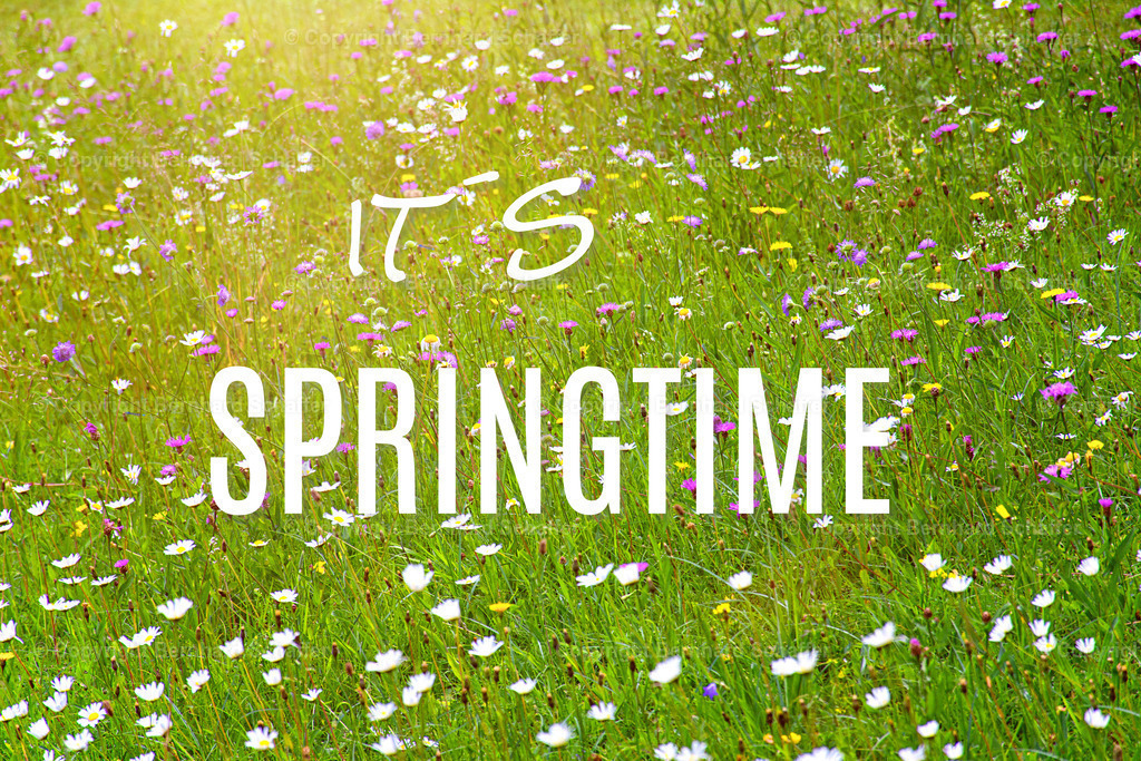 Blumenwiese Springtime | Blumenwiese im Sonnenlicht mit Aufschrift: Es ist Frühling. - Realisiert mit Pictrs.com