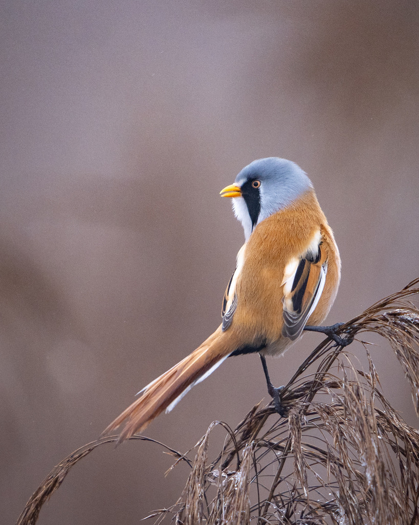 Bartmeise | Ich bin Fotograf aus Neuburg an der Donau und spezialisiere mich auf Wildlife-Fotografie, Landschaftsaufnahmen und Portraits.Ob Hochzeit, Familienbilder oder Naturaufnahmen – ich fange echte Momente ein, die bleiben. 