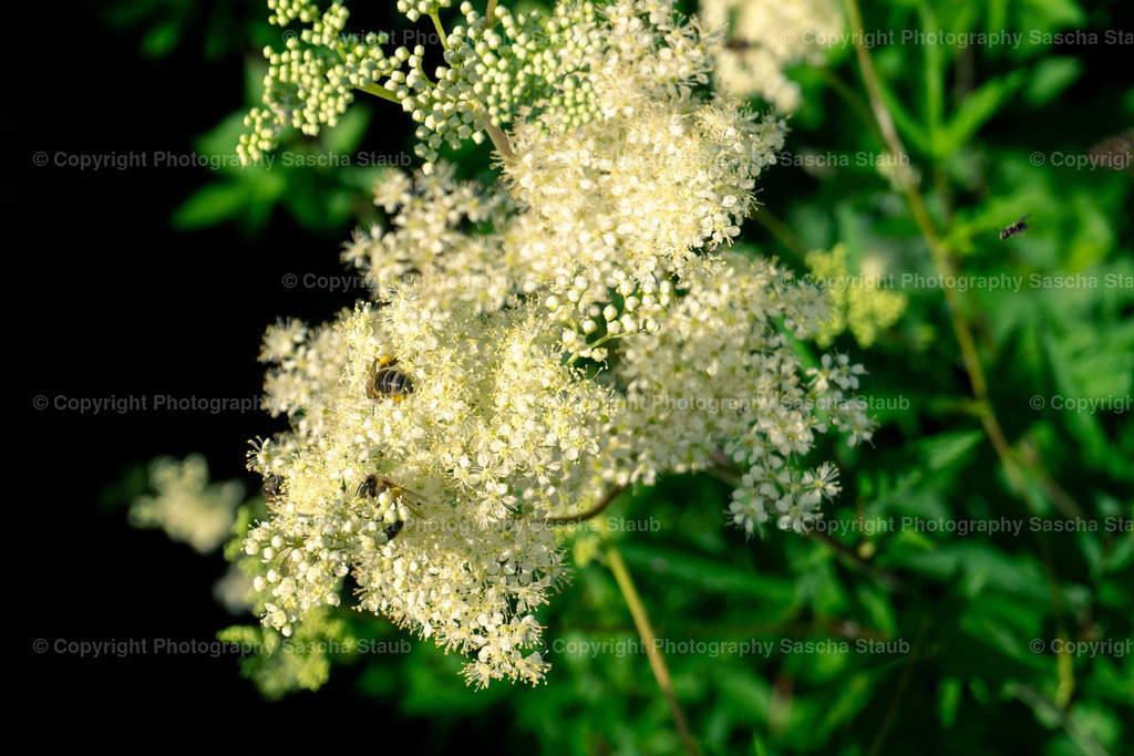 Echte Mädesüß - Filipendula ulmaria | Willkommen im Shop von Photography Sascha Staub. Hier findest du alle Fotos und Medieninhalten von Sascha Staub. In diesem Shop kannst du Lizenzen zu den Fotos, Drucke und Gutscheine für den Shop erwerben.  - Realisiert mit Pictrs.com