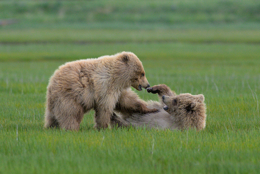 Alaska | Braunbären im Katmai National Park. - Realisiert mit Pictrs.com