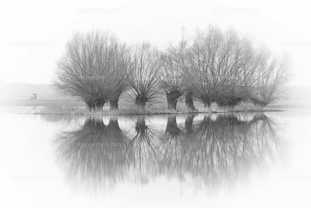 Kopfweiden im Spiegelbild des Hochwassers sw-Version | Das Hochwasser zaubert von den Kopfweiden ein herrlich grafisches Bild