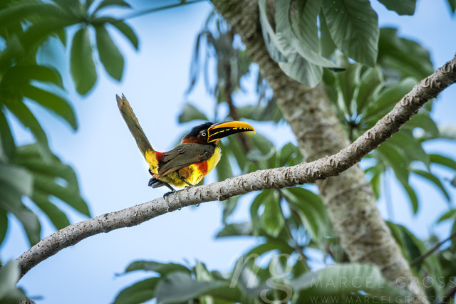 Braunohr-Arassari im Pantanal | what a wonderful bird. early morning straight at the Lodge we stayed in. - Realisiert mit Pictrs.com