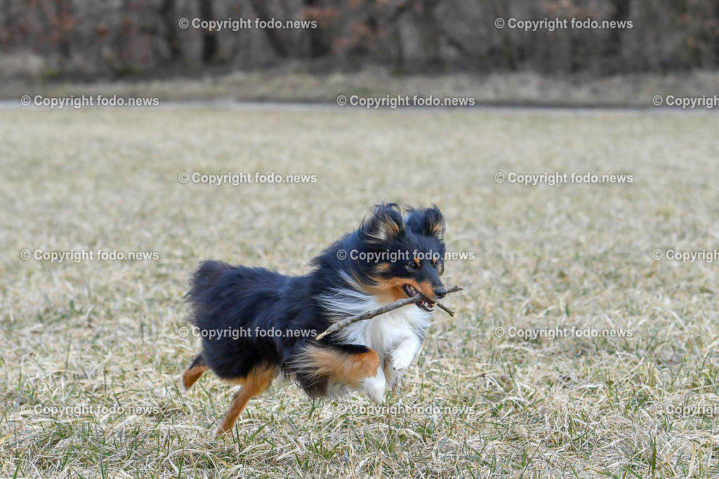 Hund_ Hunde_ Freilaufflaeche_ 20.02.2022-22 | 20.02.2022, Linz, AUT, Hund, Hunde, Themenbild, im Bild Hund, Hunde, spazieren, Freilaufzone, Spazierweg, Arrigo und Luigi