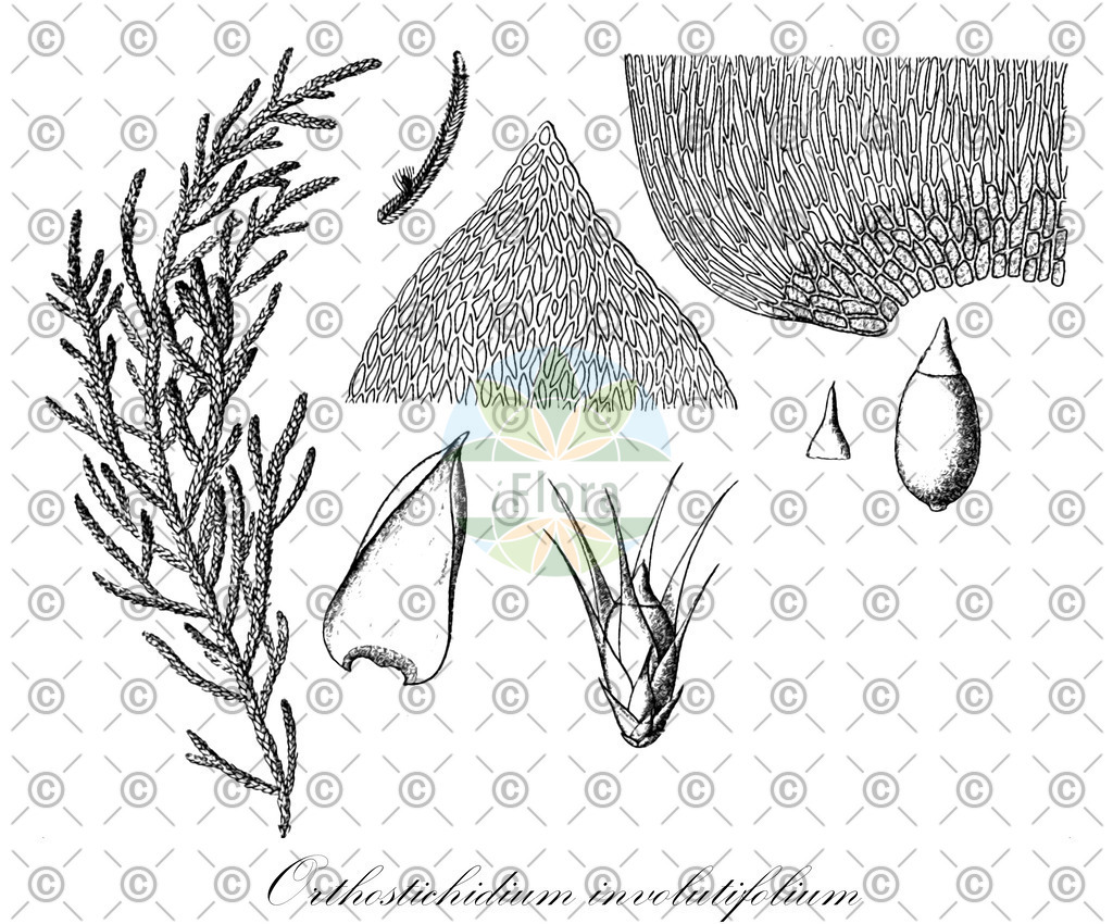 HistAbb_wfo-0001189094_1_ENZY_Simple | Historische Abbildung von Orthostichidium involutifolium - Pterobryaceae | Historical Illustration of Orthostichidium involutifolium - Pterobryaceae