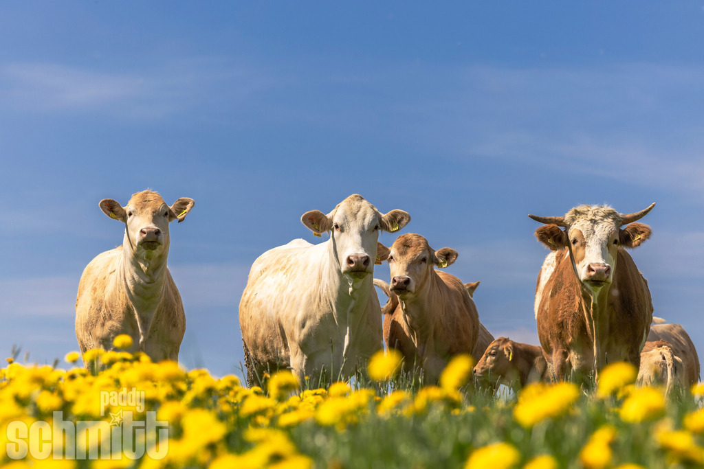 PS-Tiere-2026-76 | Entdecke die größte Bildgalerie der Region mit Fotografien aus dem Allgäu, der Bodenseeregion, Oberschwaben, dem Donautal und der Schwäbischen Alb. Landschaften, Luftaufnahmen und Reisefotografie als Wandbild und Fotokunst. - Realisiert mit Pictrs.com
