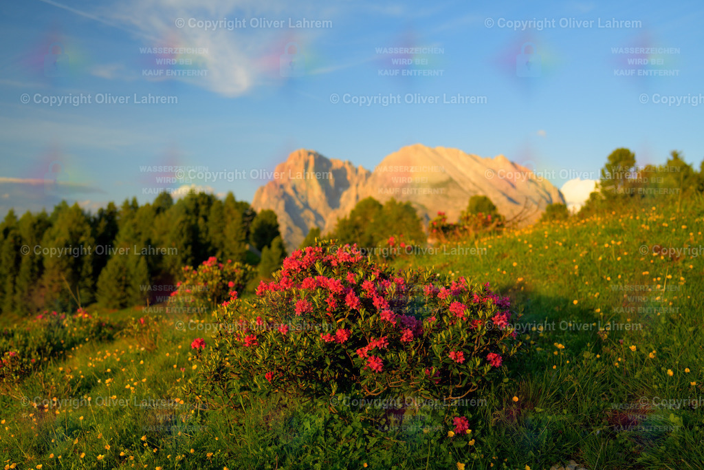Almrosenblüte am Plattkofel | Eine blühende Alpenrose steht in einer grünen Wiese im Abendlicht und im Hintergrund stehen Lang- und Plattkofel in der Abendsonne