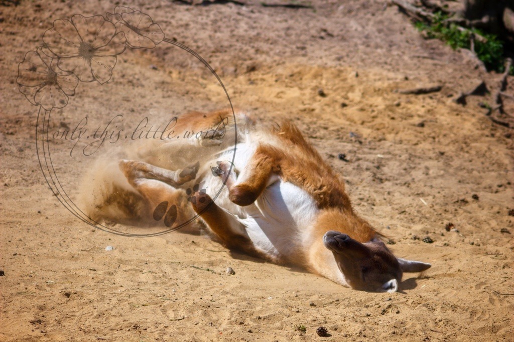 Guanako wälzt sich  | only.this.little.world - Realisiert mit Pictrs.com