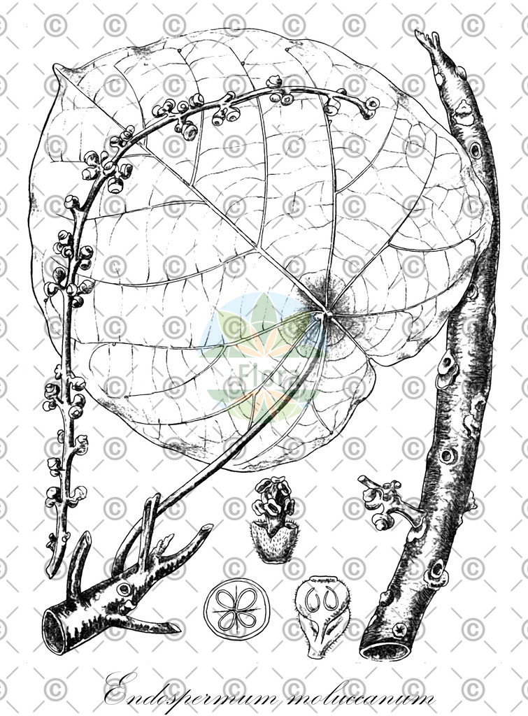 HistAbb_wfo-0000667894_1_ENZY_Simple | Historische Abbildung von Endospermum moluccanum - Euphorbiaceae | Historical Illustration of Endospermum moluccanum - Euphorbiaceae
