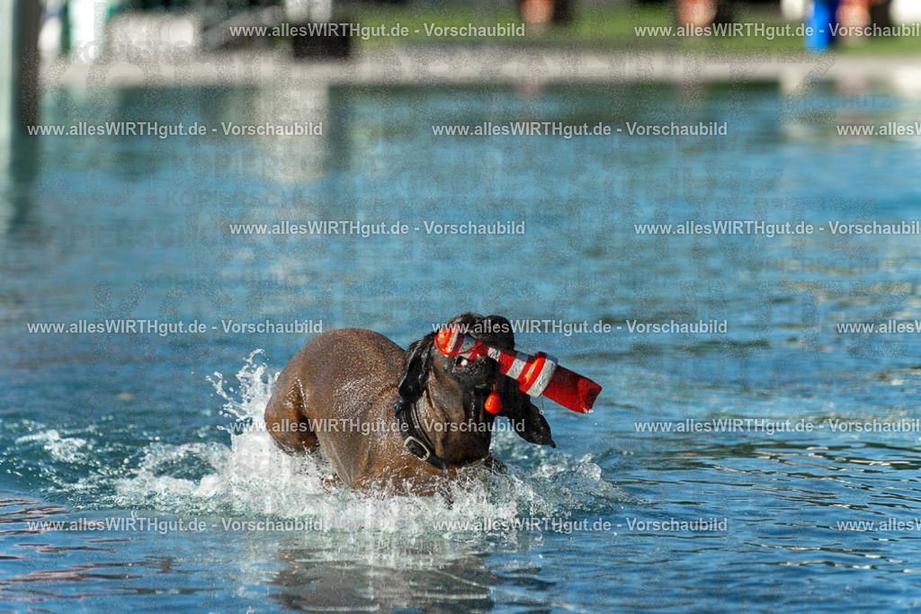Hundeschwimmen_Volksbad_2026-allesWIRTHgut_Tierfotografie-2609061029-093915-7R508893 | Professionelle Tierfotografie in Mönchengladbach von Daniel Wirth (allesWIRTHgut). Liebevolle & natürliche Bilder von Hunden & Katzen für unvergessliche Erinnerungen.