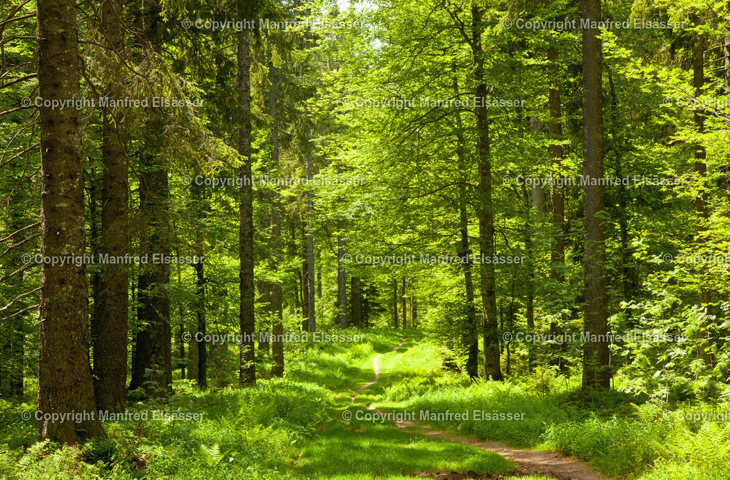 WB-047 | Grüner Mischwald im Sonnenlicht mit Wiesenweg - Realisiert mit Pictrs.com