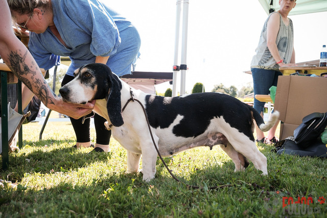 CACIB Aarau | CACIB Aarau, Swiss Dog Show  28062025 Foto: Leo Wyden