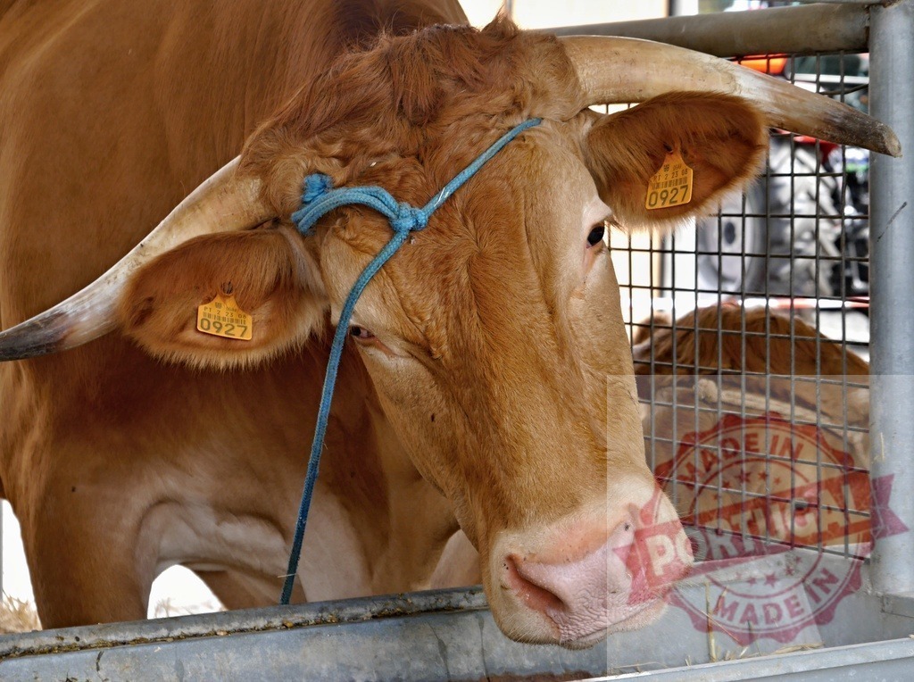 Brown cow with ear tag and rope looking | Head shot of a brown cow with horns and blue rope in a market pen - Realized with Pictrs.com