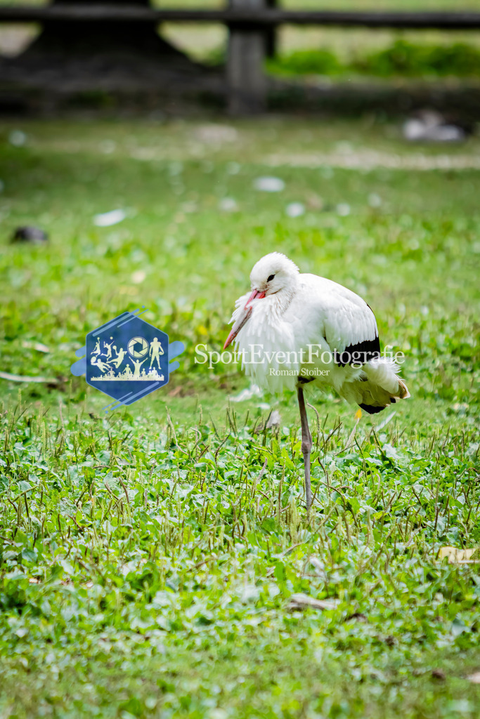 IMG_3182 | SportEventFotografie - Roman Stoiber