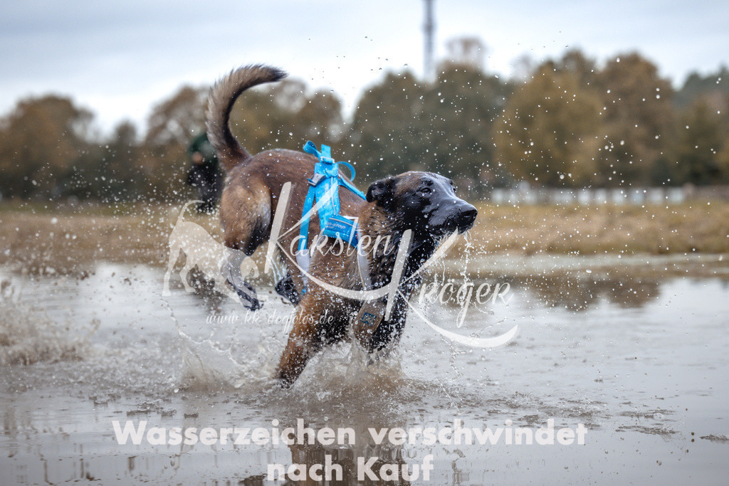 1358_ZZ95073 | kk-dogfotos