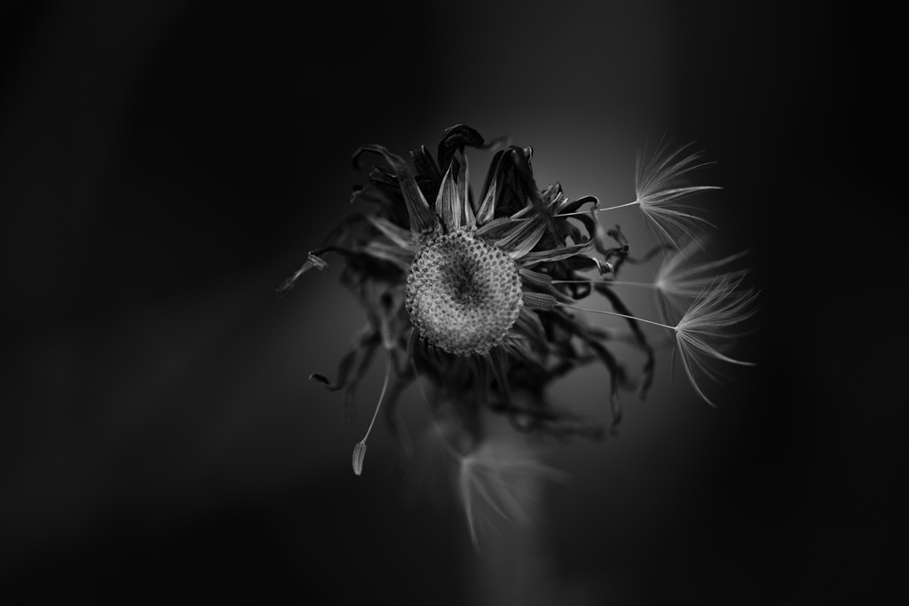 Löwenzahn | Makroaufnahme mit Nikon ZF, AF-S Micro Nikkor 105mm f2.8