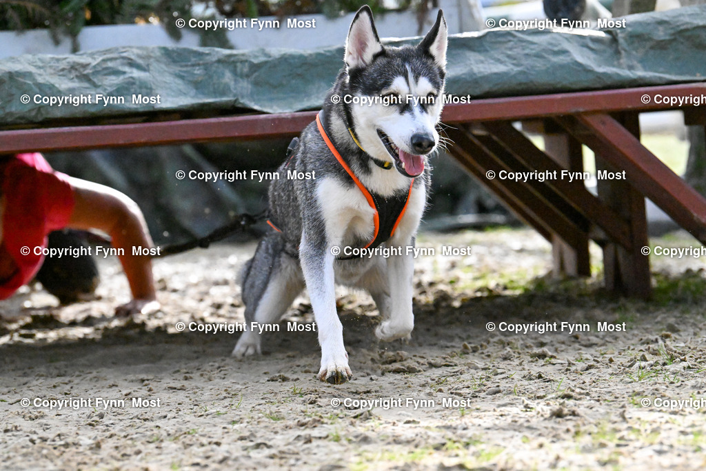 DSC_5555 | Hallo und herzlich Willkommen auf meiner Shop-Seite Fynn Most.

Ich wünsche Dir viel Spaß beim stöbern durch die Bilder, wenn Du Fragen hast oder Bilder vermisst, kannst du mir gerne eine Nachricht schreiben. - Realisiert mit Pictrs.com
