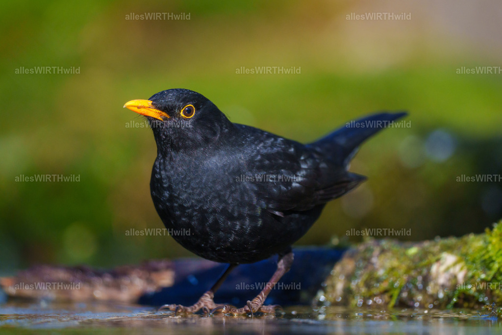 Daniel Wirth - www.allesWIRTHwild.de -7IV07437 | Entdecke die faszinierende Welt der Natur- und Wildlife-Fotografie von Daniel und Bärbel. Inspirierende Bilder von wilden Tieren und kleinen Naturwundern.