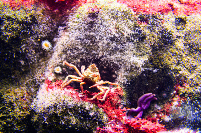 _DSC1300 | Shop für Prints Landschaftsfotografie Sächsische Schweiz Naturfotografie in Thüringen Fotos vom Findlingspark Nochten Kloster Sankt Marienstern Bilder Festung Königstein PanoramaRhododendronpark Kromlau FotogalerSchleswig-Holstein Küstenlandschaften