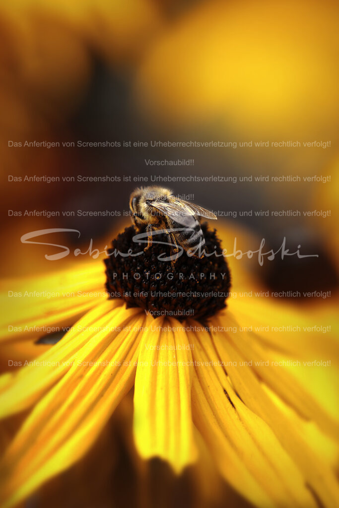 Wandbild Biene "Ein schöner Rücken..." | People- und Tierfotografie, Imageaufnahmen, Veranstaltungsfotografie und Wandbilder aus der Natur ★ Made in Germany ✔️ Druck + Downloads ✔️ Naturfotografie in Top Qualität ★ schneller Versand, weltweite Lieferung! - Realisiert mit Pictrs.com