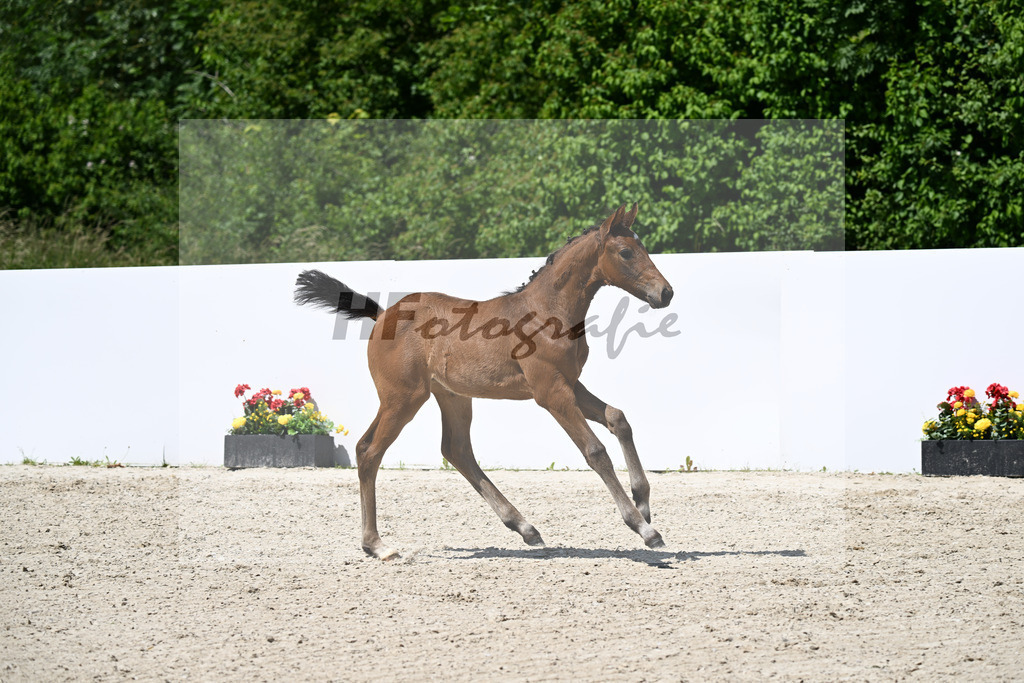 Va Bene x Sirtaki_SF_Weber_13251394 | hf-fotografie - Realizzato con Pictrs.com